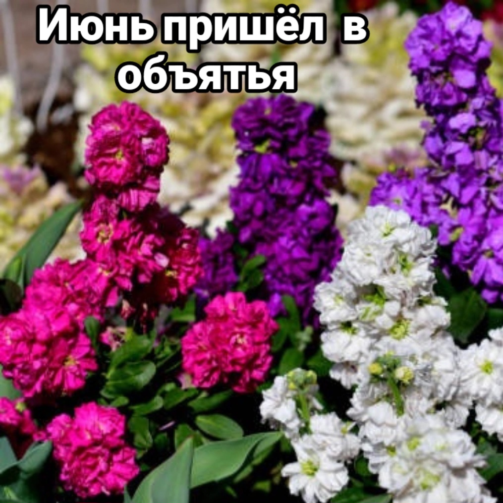 Пришёл июнь в объятья