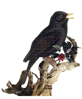 Пение дрозда