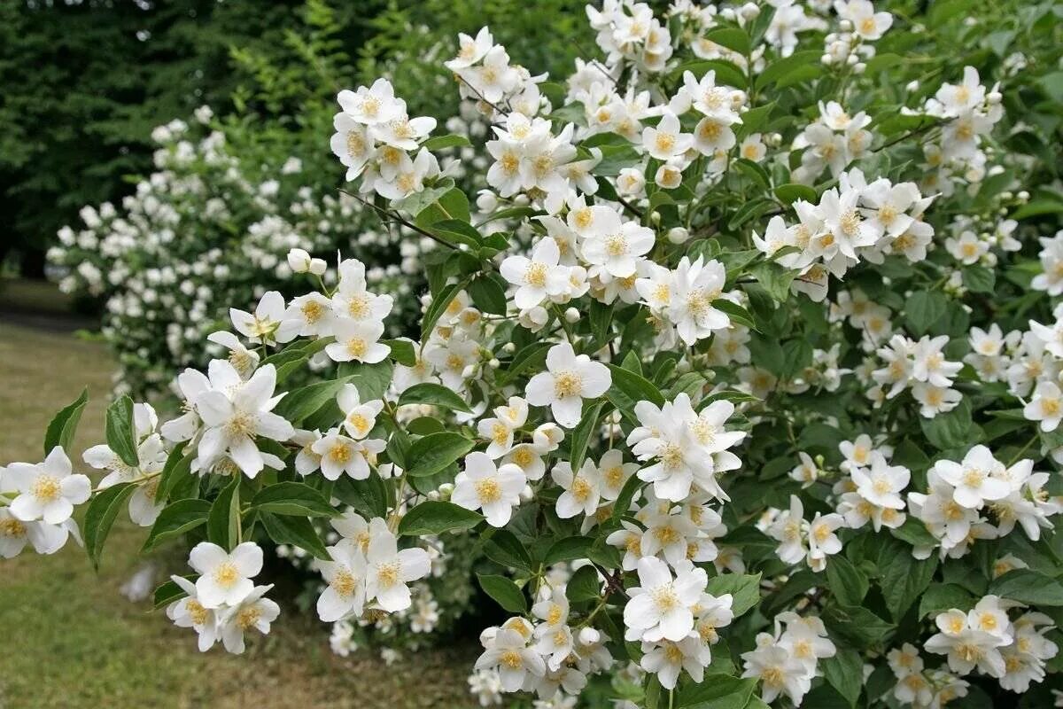 Эх, был обманут!