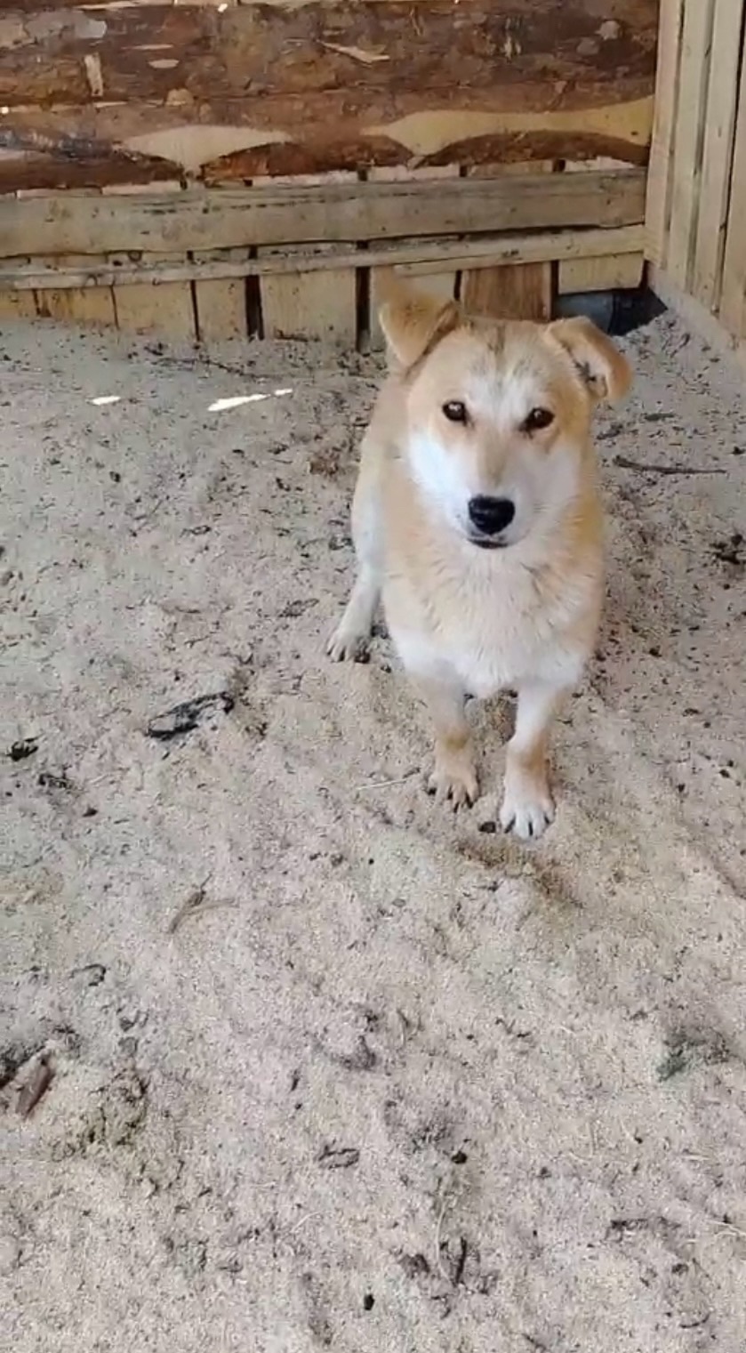 Узникам отлова