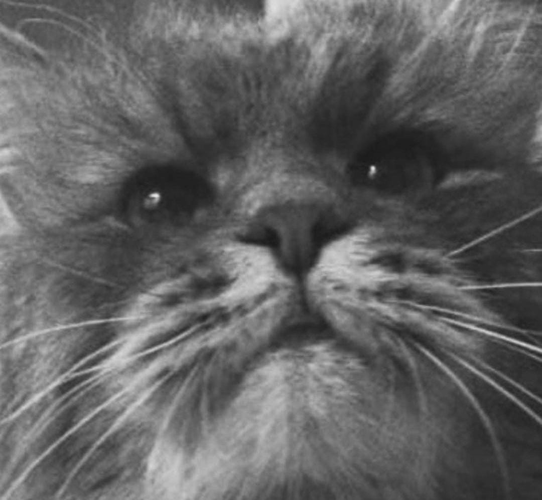 Прощай, Кузя!