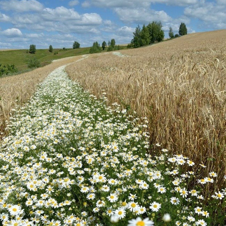 Разве не счастье?