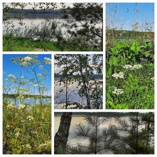 Цвет зелёный и белый