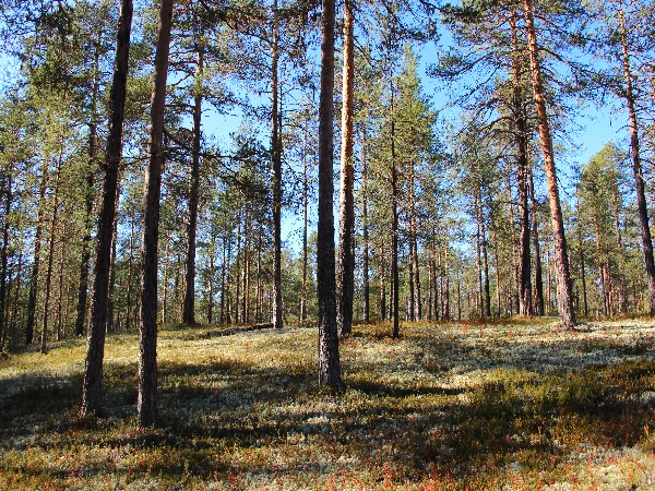 Белая ночь. 3257