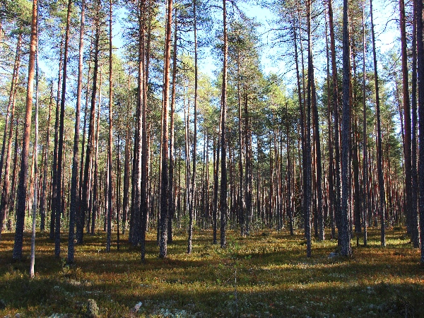 Белая ночь. 3260