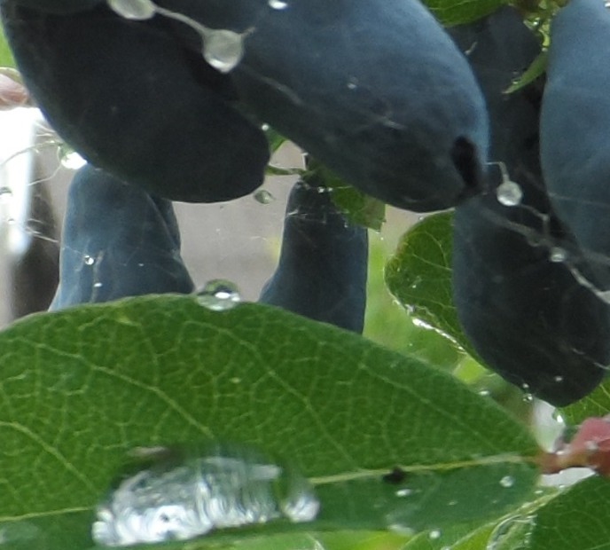 Я жимолость в саду растила