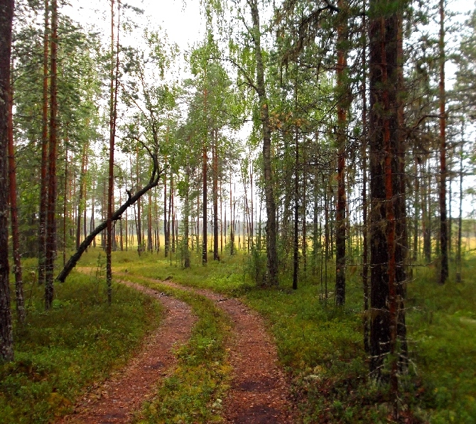 Белая ночь. 3283