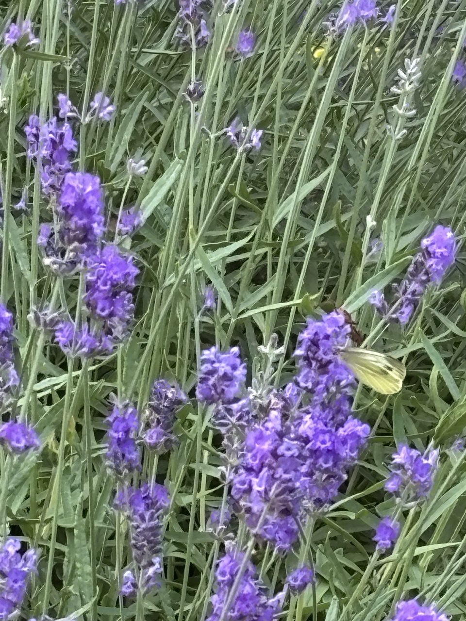 Весна в обличье лета?