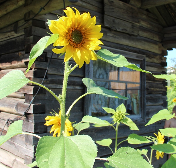 Белая ночь. 3316