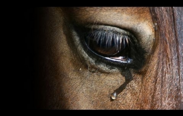 Эвтаназия животных 1