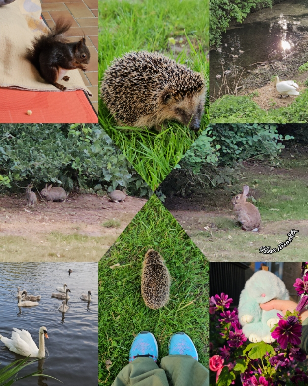 Зайцы, белки, ёжики, лебедята