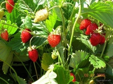 На поляне земляника