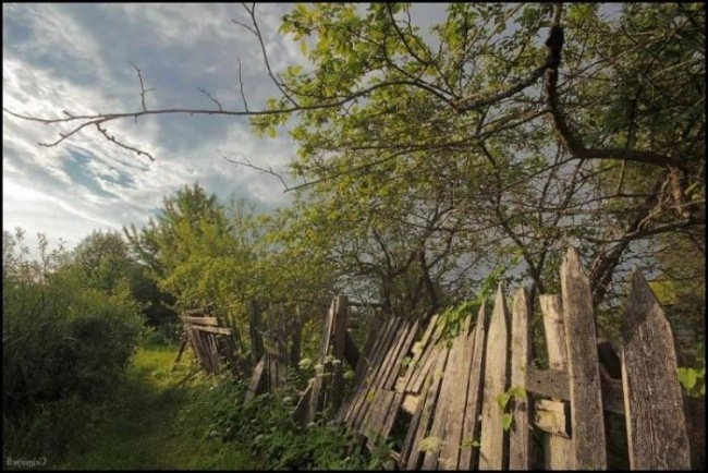 Заросший сад