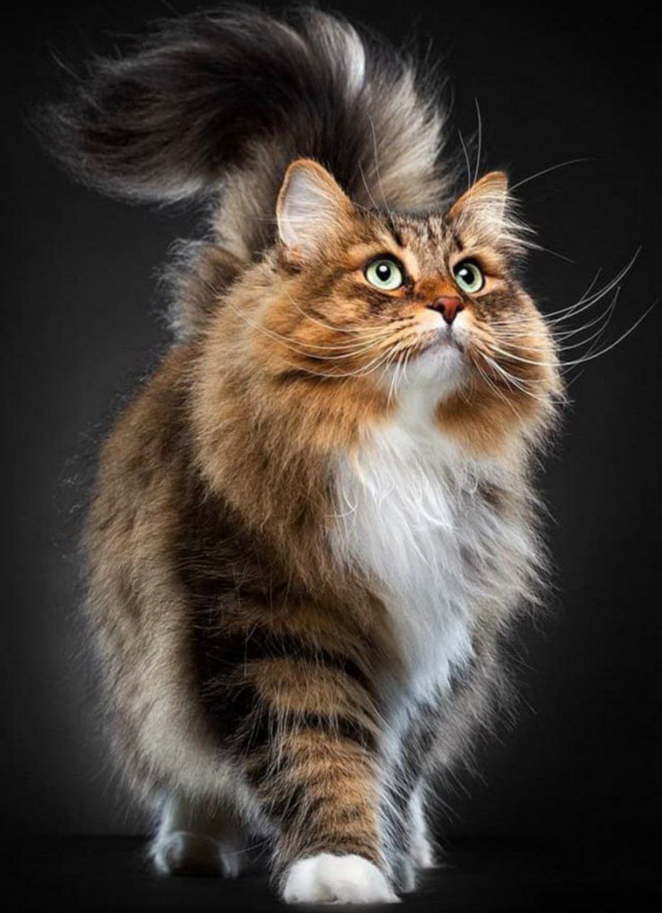 Плюшевый лев