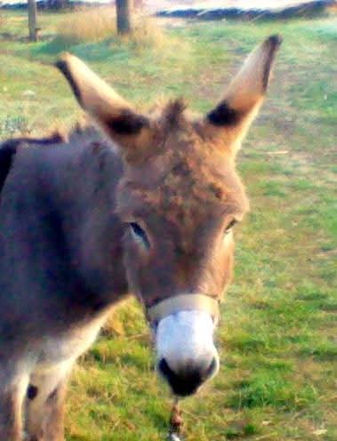 Эмили Дикинсон J713 Чтобы признать себя