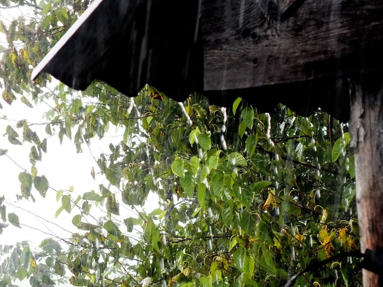 Эмили Дикинсон J794 На яблоню упала капля