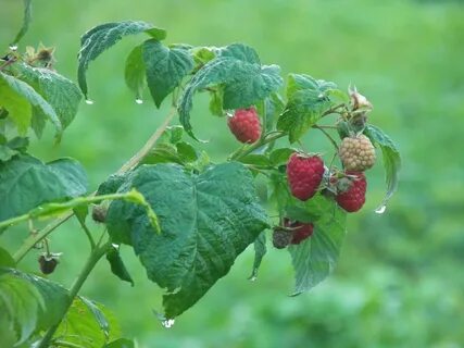 Дождик -кроха