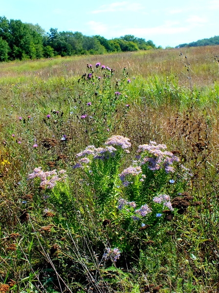 Эмили Дикинсон J 333 Траве зелёной дел так м