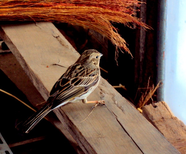 Эмили Дикинсон J 328 Вот птица, вниз