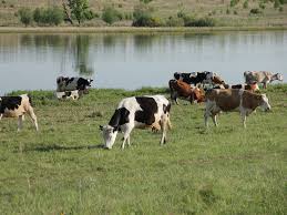 Деревенские зарисовки