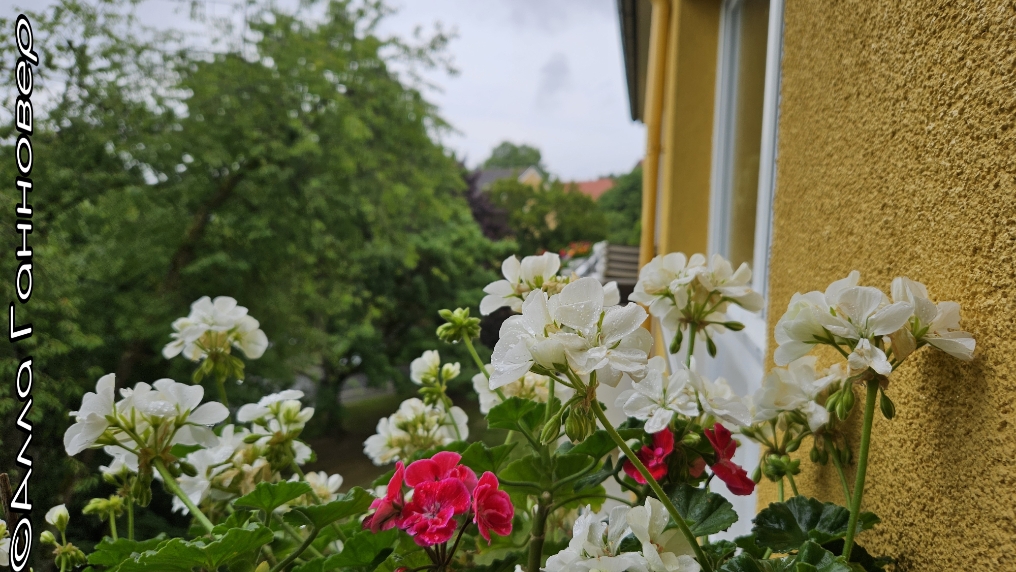 Летняя пора