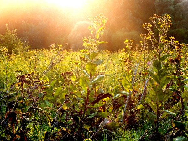 Эмили Дикинсон J 764 Предчувствие вот эта те