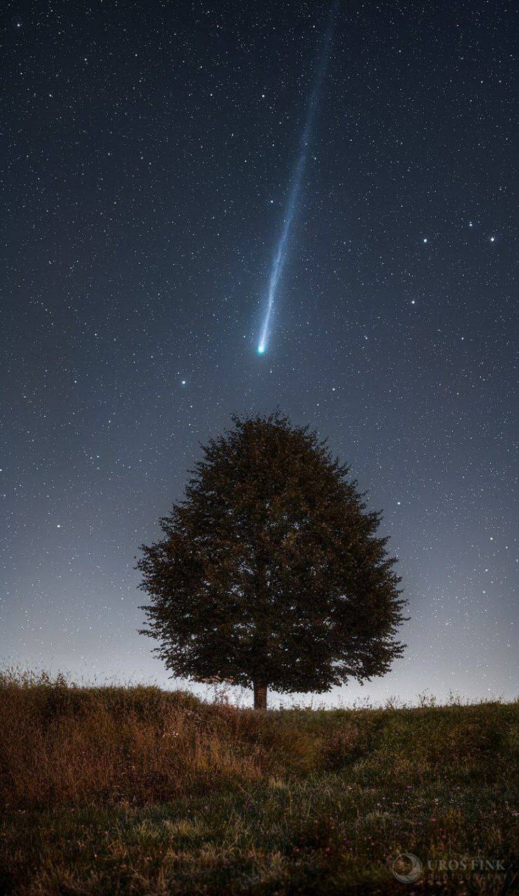 Одинокое дерево