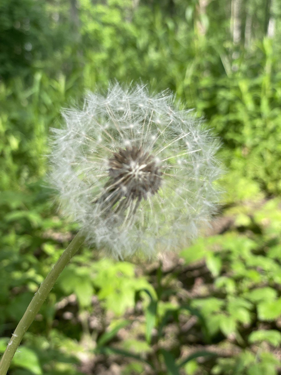 Одуванчиковая философия