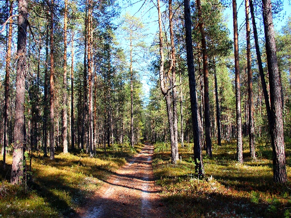 Белая ночь. 3338