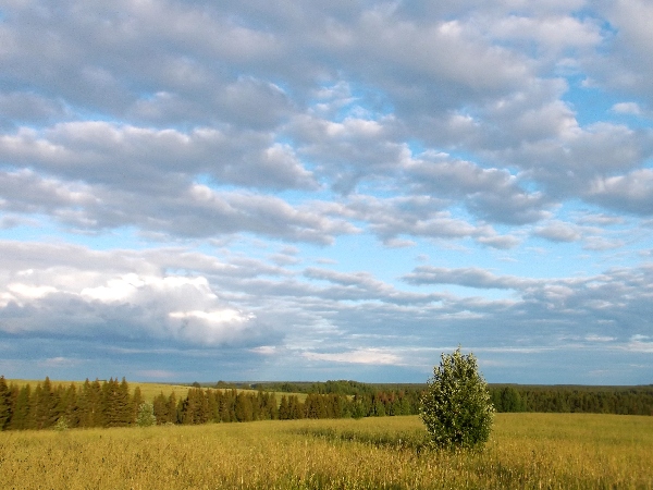 Белая ночь. 3340