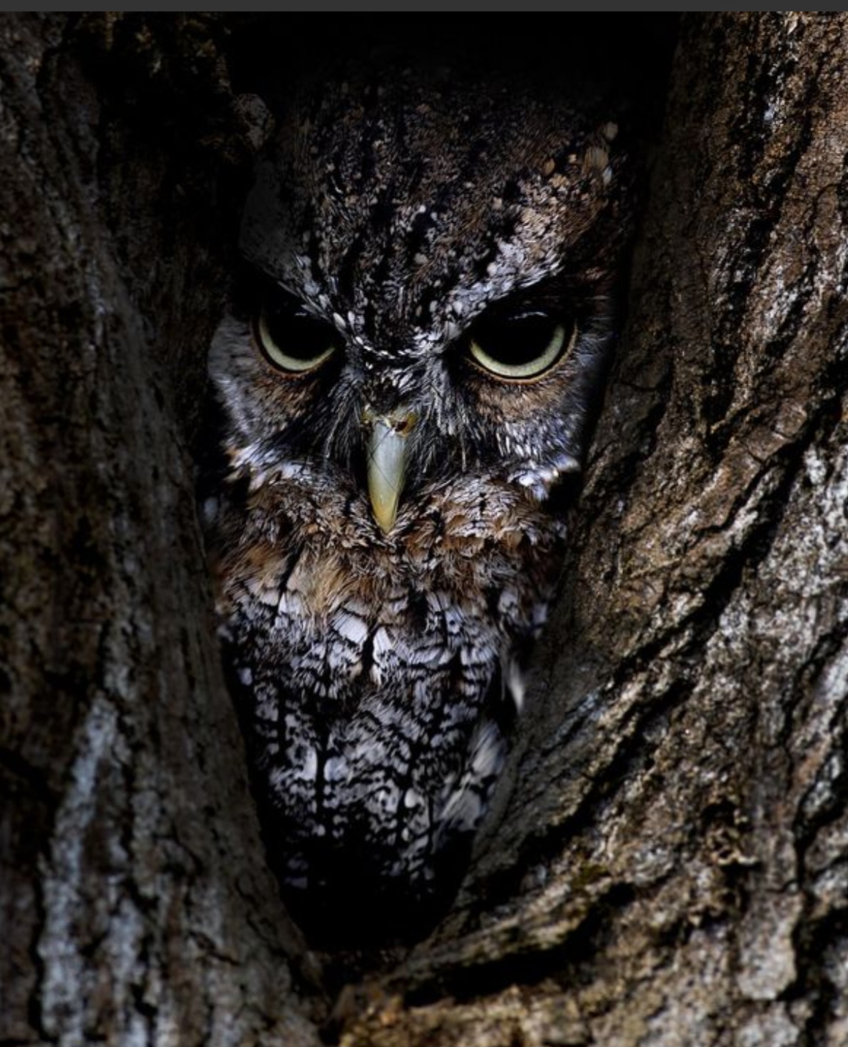 Эмили Дикинсон J699 Судья с совою схожи