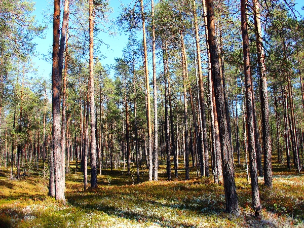 Белая ночь. 3351