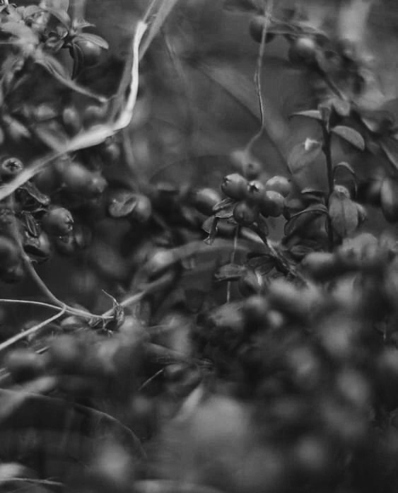 Смотри сколько слов намело