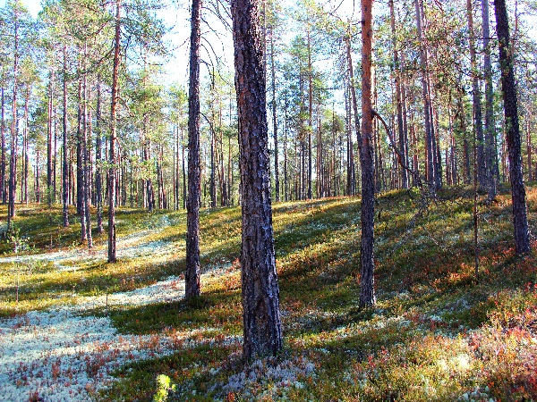 Белая ночь. 3360