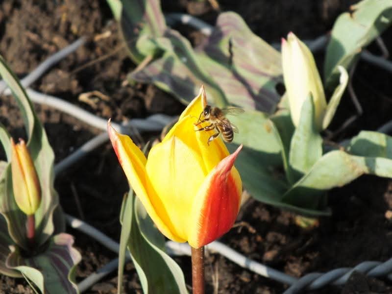 Эмили Дикинсон J661 Могла бы ездить я повсюду