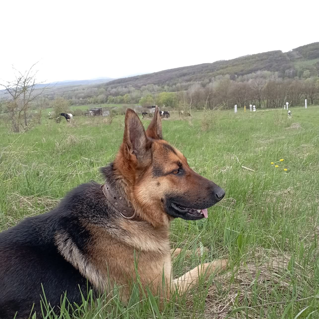 Эмили Дикинсон J779 Служение без оглядки