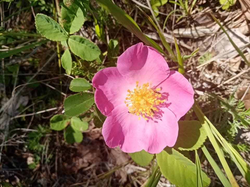 Эмили Дикинсон 35 Никто не знал малышку Роз