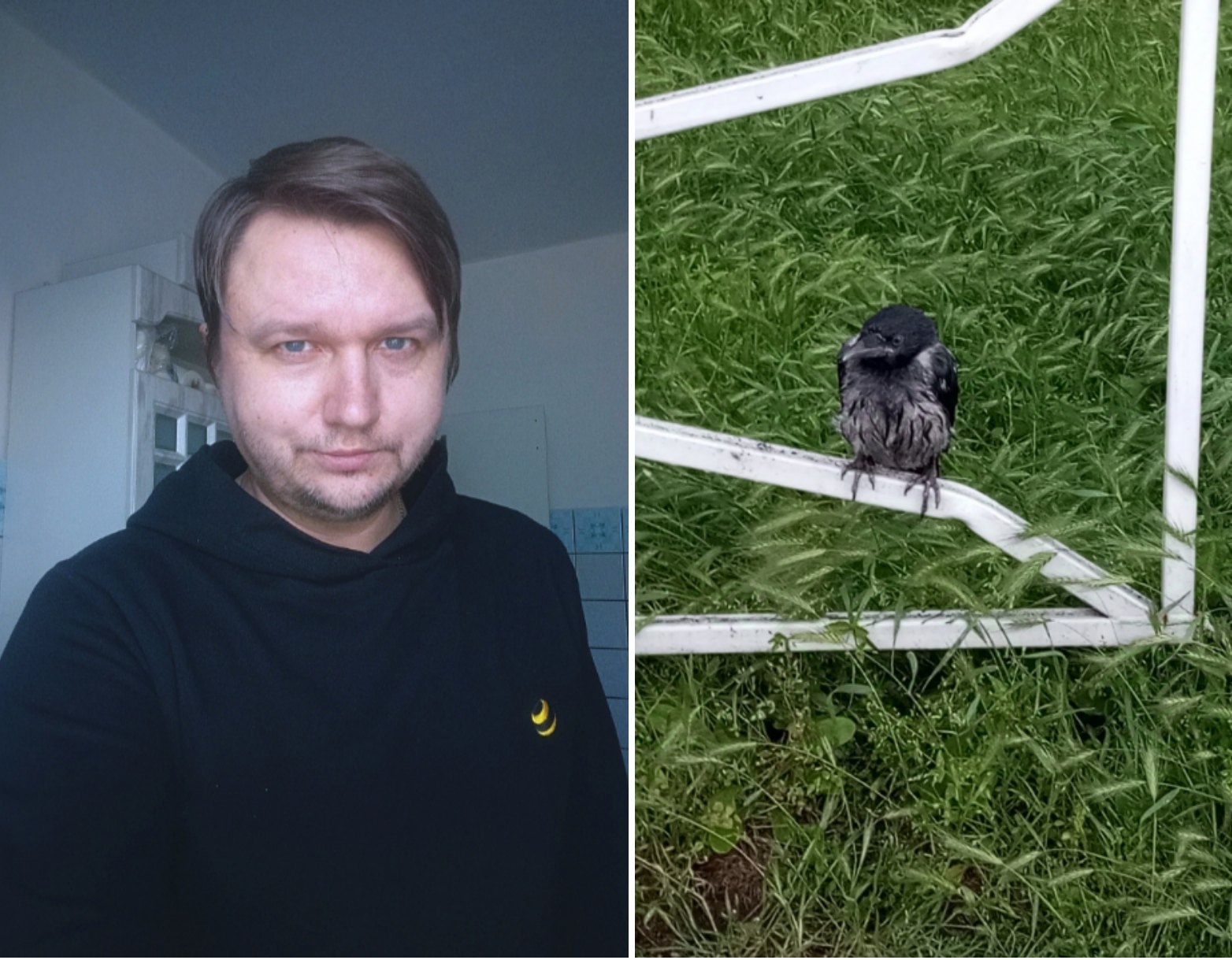 Серый ворон