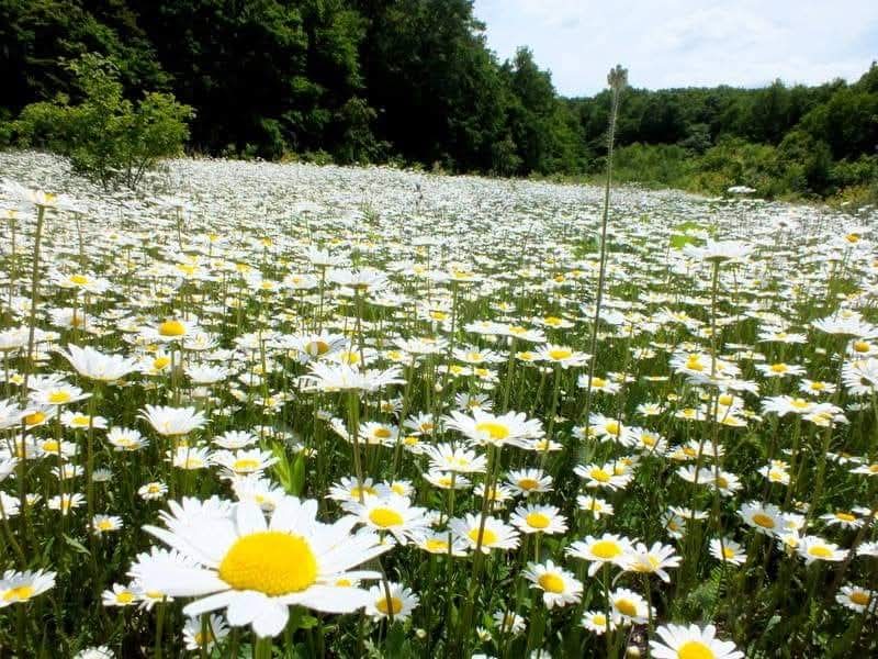 Эмили Дикинсон J28 Так Маргаритка сгинула