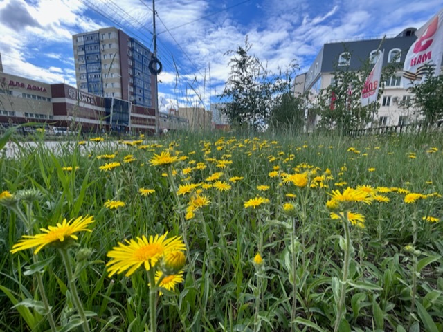 Одуванчиково-жёлтый город