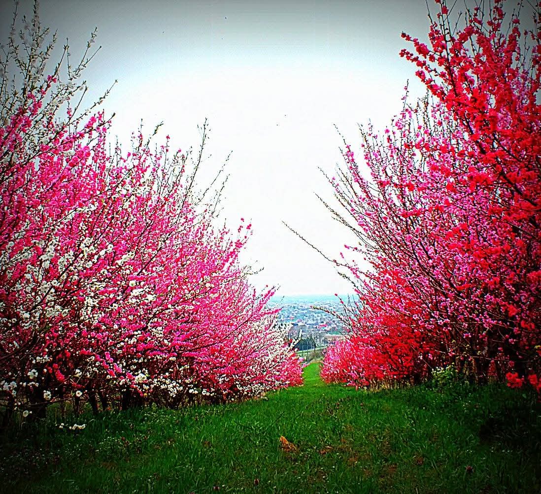 Эмили Дикинсон J6 - Бывает одет лес