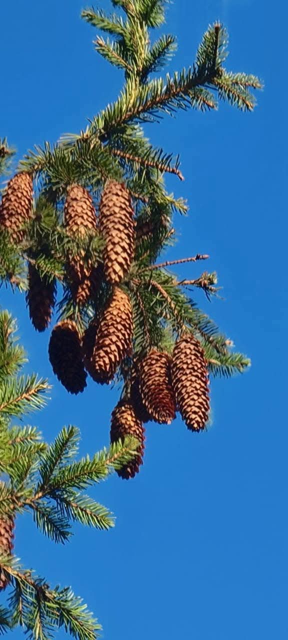 Эмили Дикинсон J41 Ограблен лес!