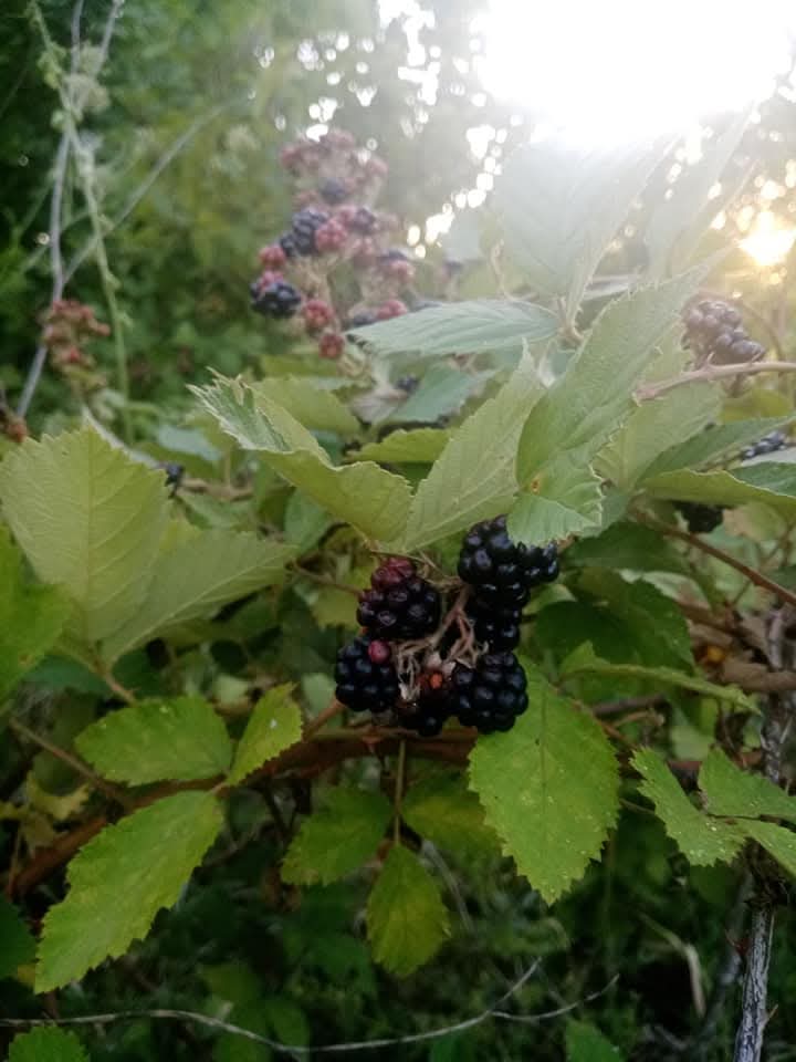 Эмили Дикинсон J130 В эти дни бывает птицы