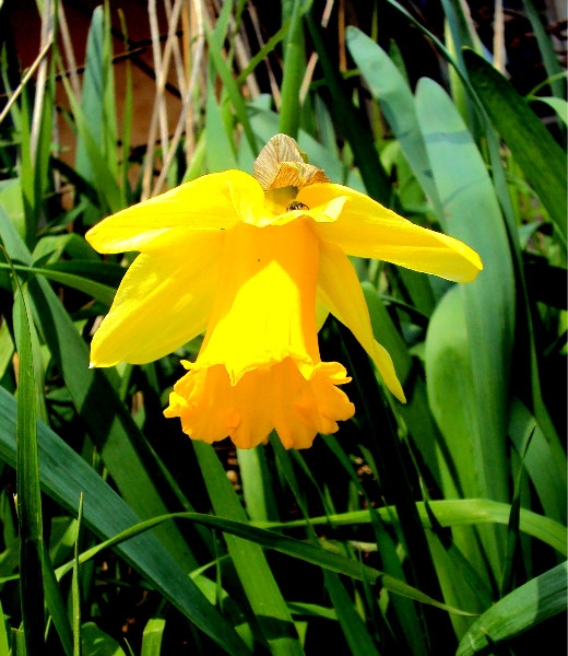 Эмили Дикинсон J134 Купить цветок хотите