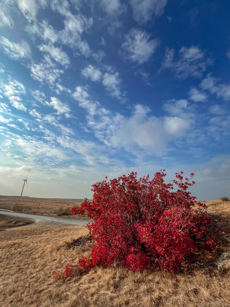 Роняет юг...