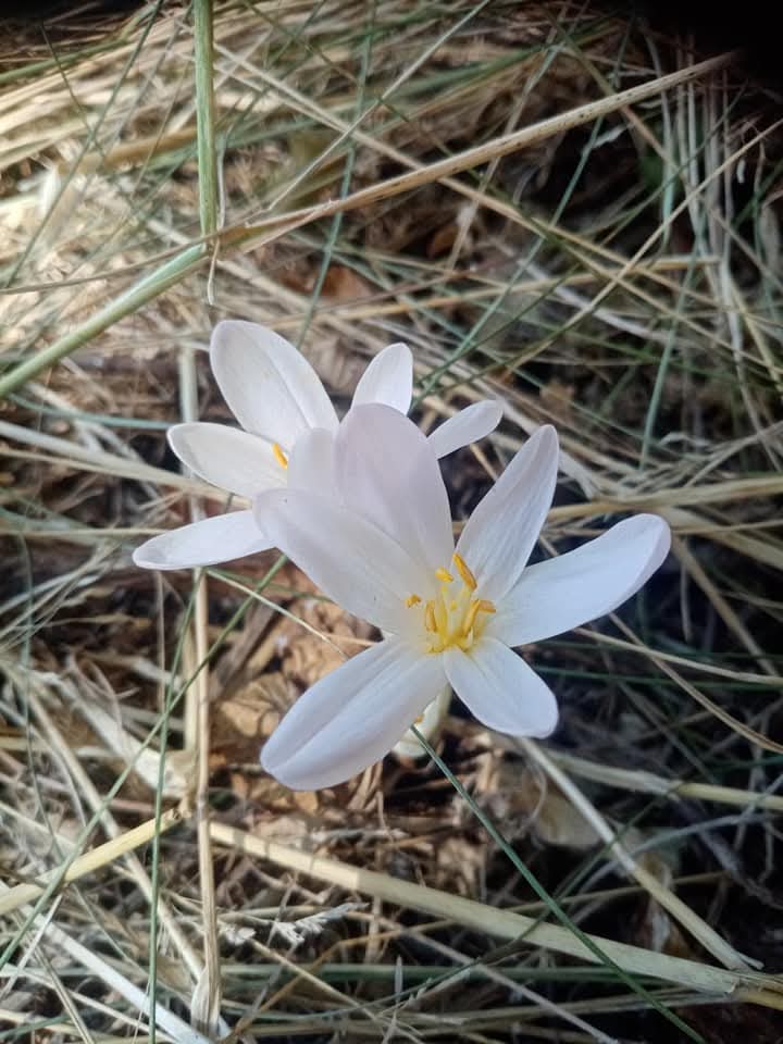 Эмили Дикинсон J154 Она ничто для всех