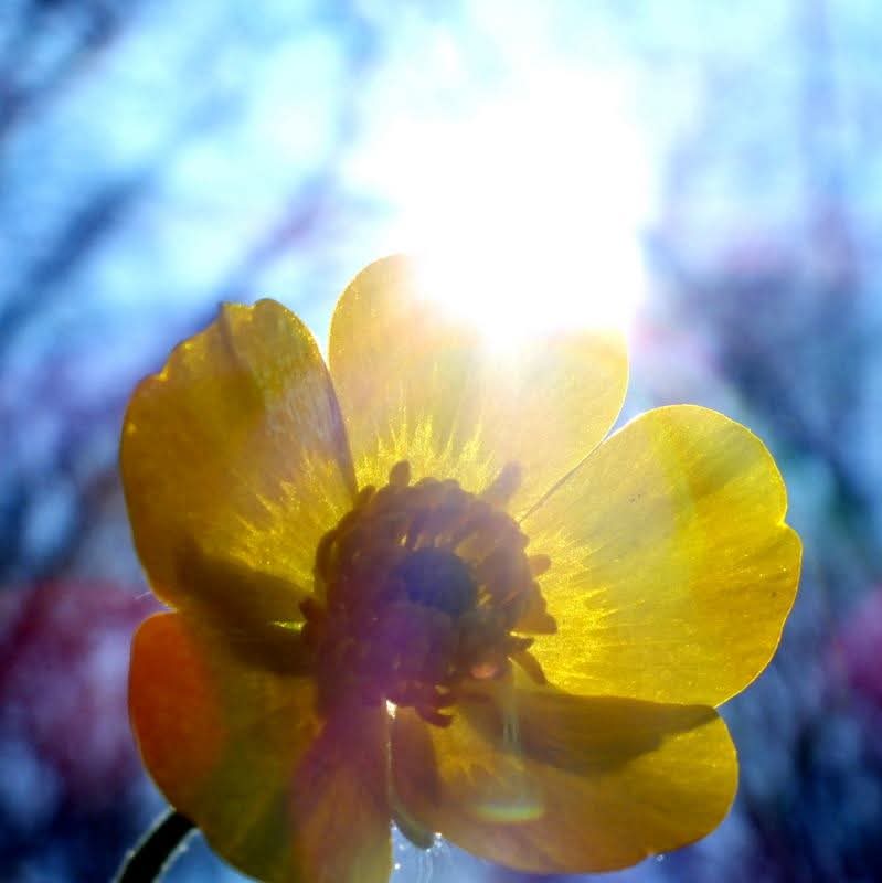 Эмили Дикинсон J188 Картину Солнце нарисуй