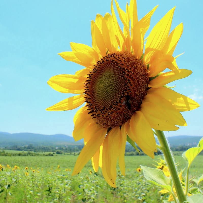 Эмили Дикинсон J267 Но разве мы не слушались Его?