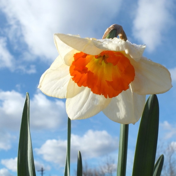 Эмили Дикинсон J361 Что я могу я сделаю