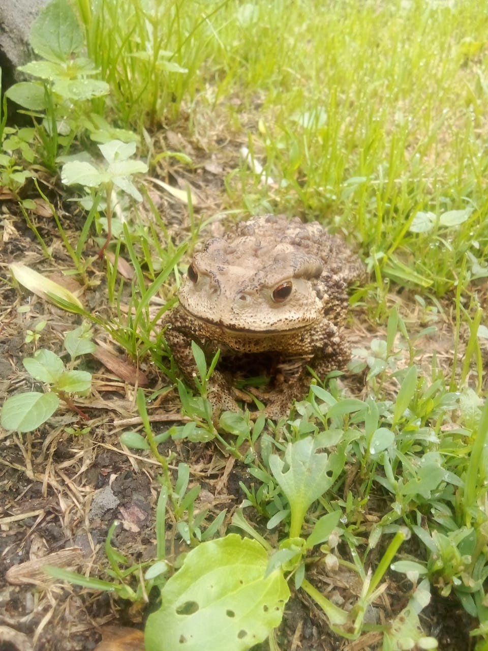 Сказ о жабе-девице